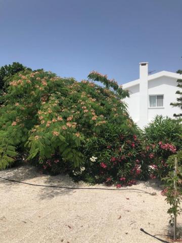 Villa Olivia, 珊瑚湾 外观 照片